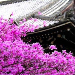 download Sakura flower wallpaper hd with blossom tree