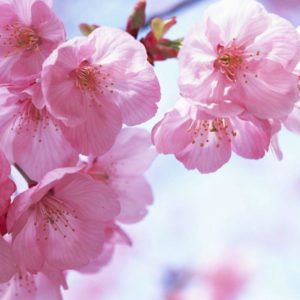 download 1440*900 Japanese Sakura wallpapers – Japanese Cherry Blossom …