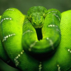 download Snake Desktop Wallpapers | Snake Wallpapers Free download | Cool …