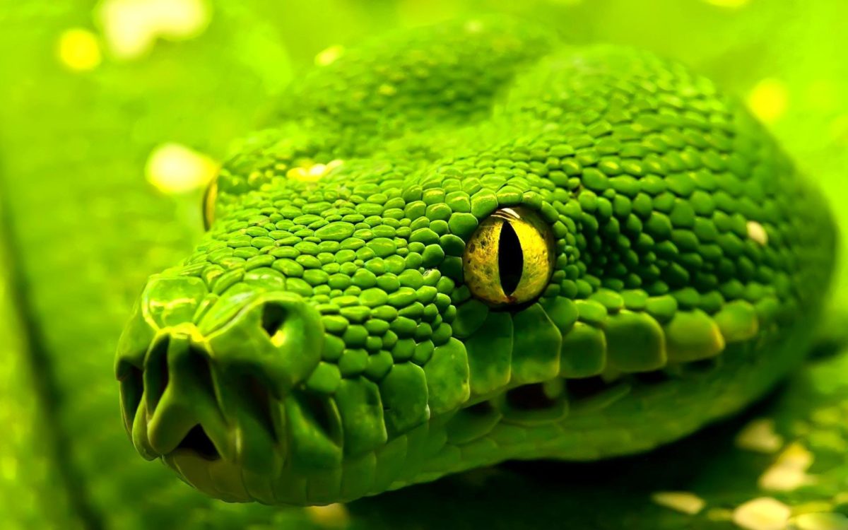 Most Downloaded Snake Wallpapers – Full HD wallpaper search