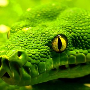 download Most Downloaded Snake Wallpapers – Full HD wallpaper search