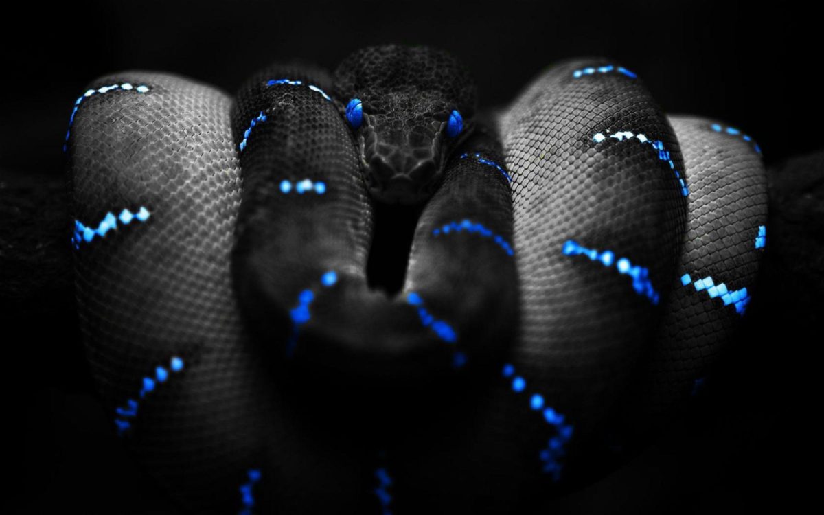 Snake Desktop Wallpaper | Snake HD Images | New Wallpapers