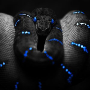 download Snake Desktop Wallpaper | Snake HD Images | New Wallpapers