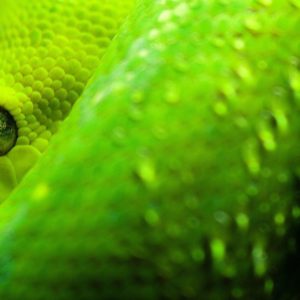 download Green Snake Wallpaper