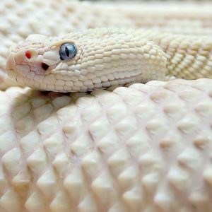 download 280 Snake Wallpapers | Snake Backgrounds