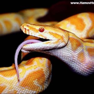 download Android Phones Wallpapers: Android Wallpaper Dangerous Snake