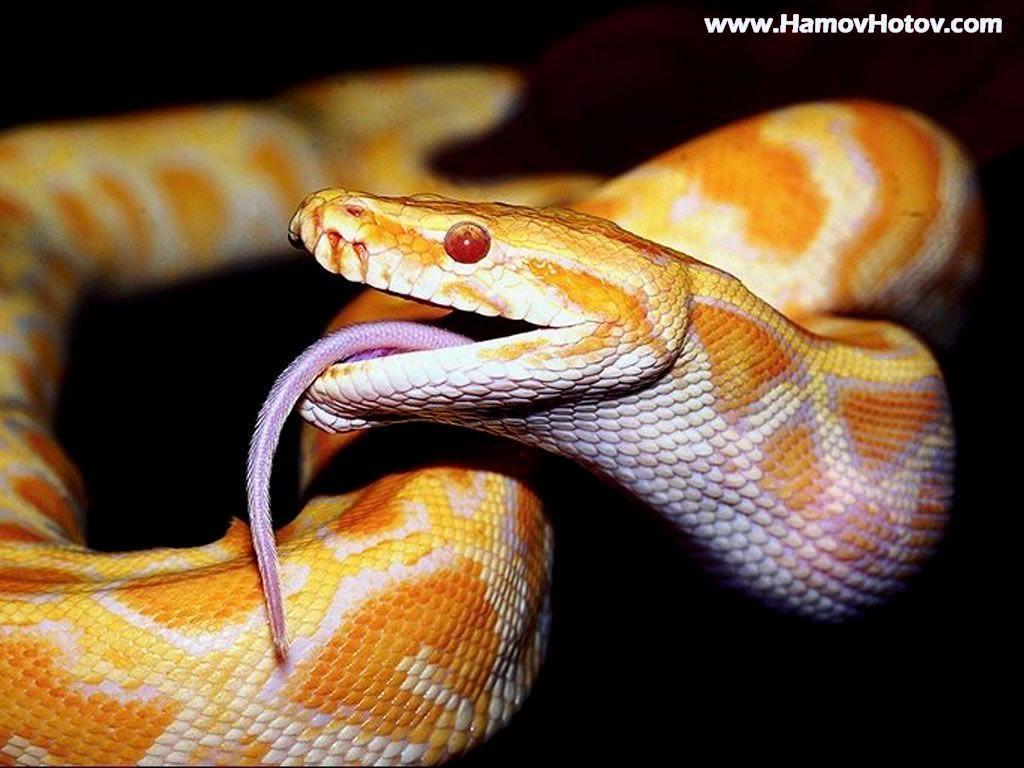 Android Phones Wallpapers: Android Wallpaper Dangerous Snake