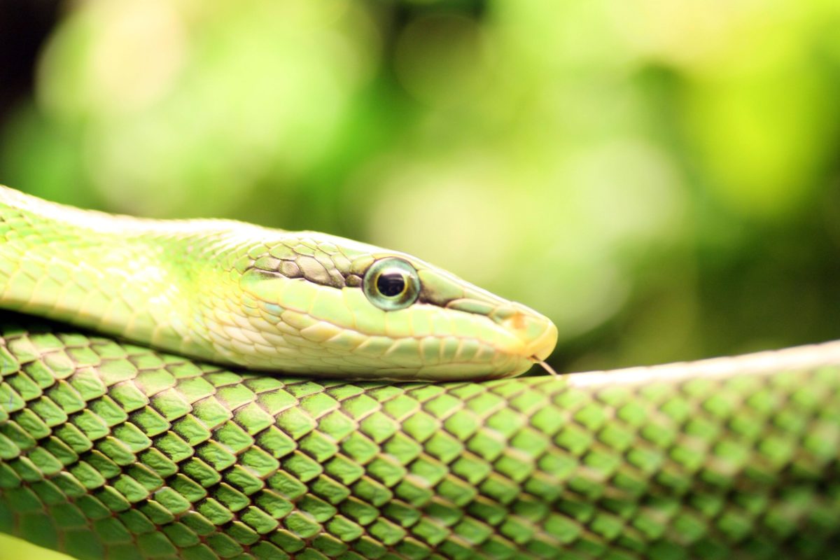 2 Smooth Green Snake Wallpapers | Smooth Green Snake Backgrounds