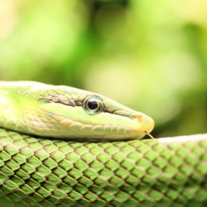 download 2 Smooth Green Snake Wallpapers | Smooth Green Snake Backgrounds