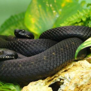 download Black Mamba Snake Wallpapers | Black Mamba Snake Wallpapers HD …