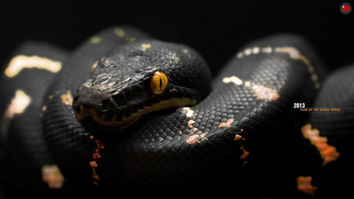 Black Snake wallpaper – 874616