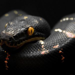 download Black Snake wallpaper – 874616