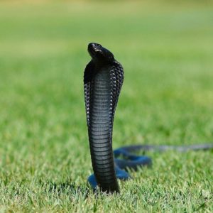 download Cobra snake wallpapers | King Cobra Pictures Full Size | Cool …