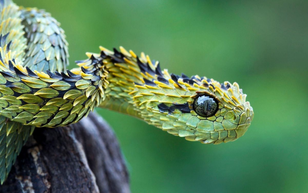 Bush viper snake Wallpapers | Pictures