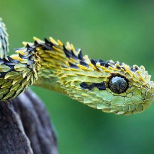 download Bush viper snake Wallpapers | Pictures