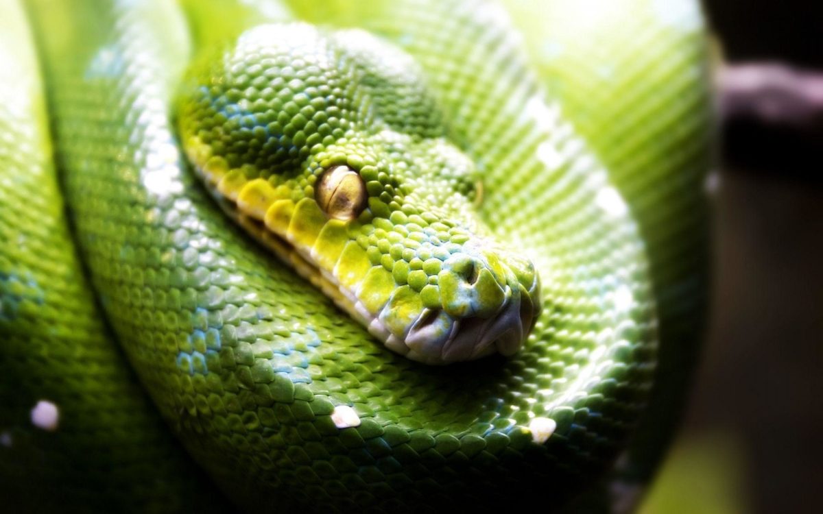 Green snake wallpaper – 1126176