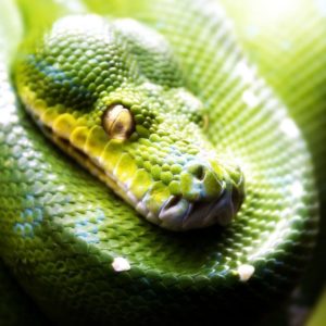 download Green snake wallpaper – 1126176