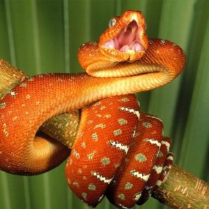 download Best Jungle Life: Deadly Snake Wallpapers And Pictures