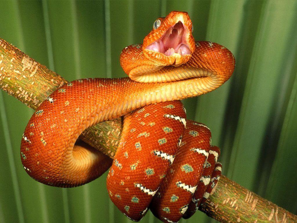Best Jungle Life: Deadly Snake Wallpapers And Pictures