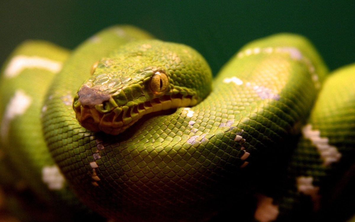 green snake Wallpaper – Animal Backgrounds