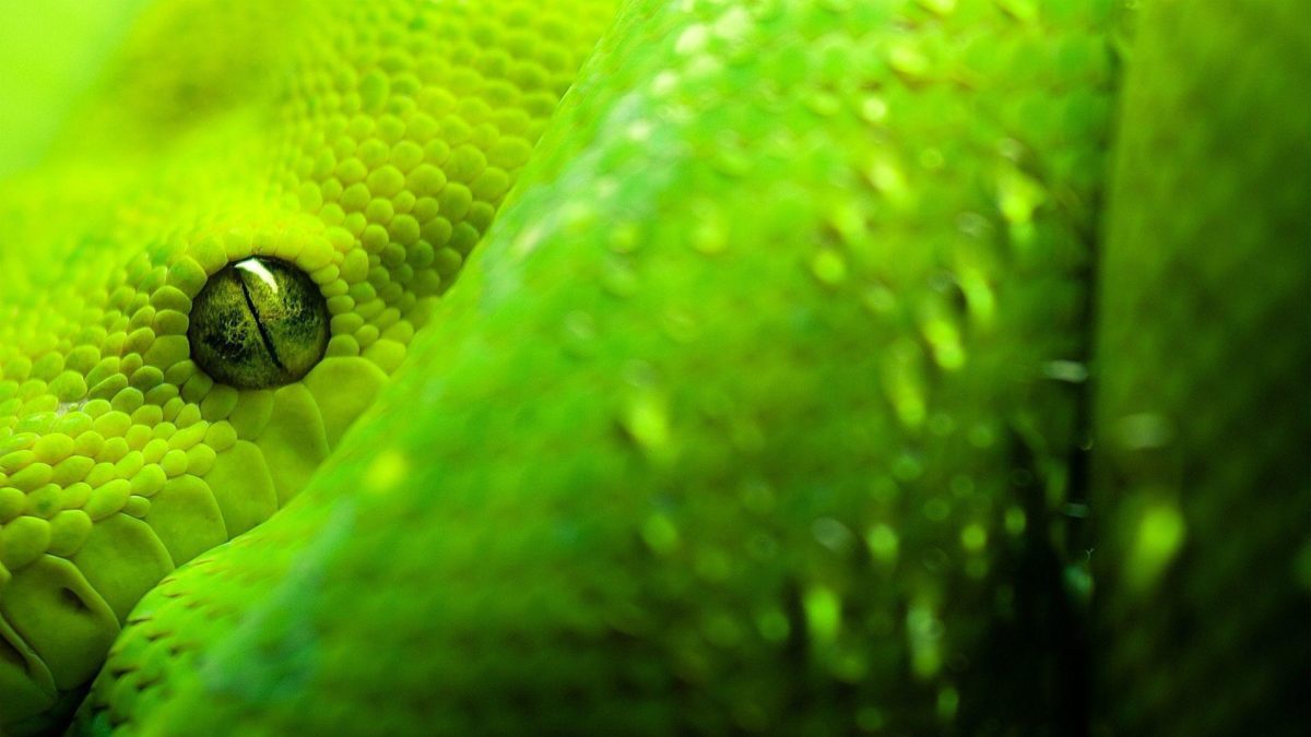 280 Snake Wallpapers | Snake Backgrounds Page 8