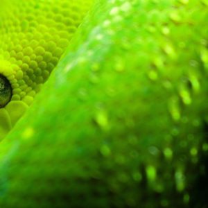 download 280 Snake Wallpapers | Snake Backgrounds Page 8