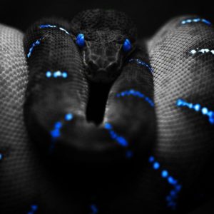 download Wallpapers For > Cool Snake Wallpaper