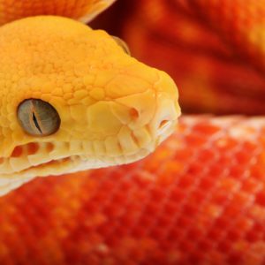 download snake wallpaper | snake wallpaper – Part 2