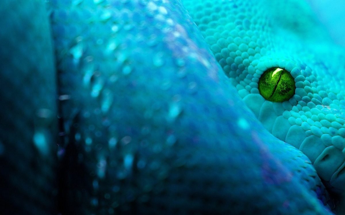 Snake HD Wallpapers Free Download | HD Free Wallpapers Download