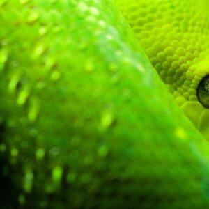 download snake wallpaper | snake wallpaper – Part 6