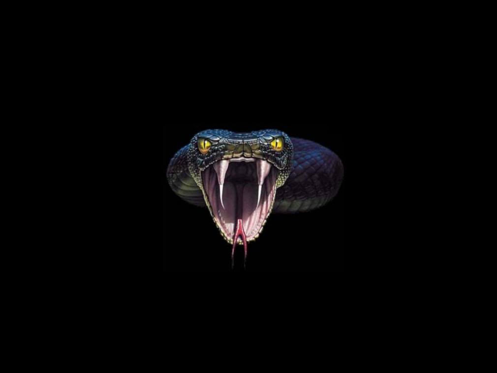 Animals For > Cobra Snake Wallpapers
