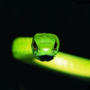 download Bamboo snake Wallpapers – HD Wallpapers 2982
