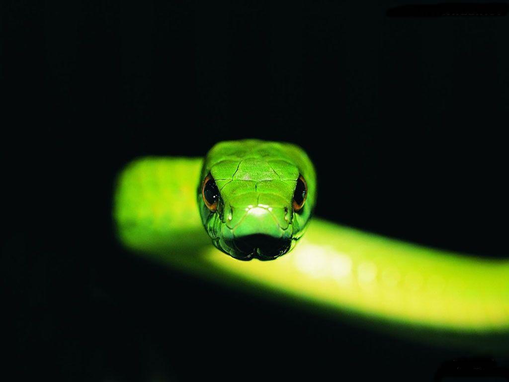 Bamboo snake Wallpapers – HD Wallpapers 2982