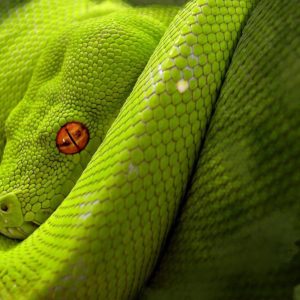 download Snake red eyes wallpaper | Last Wallpaper