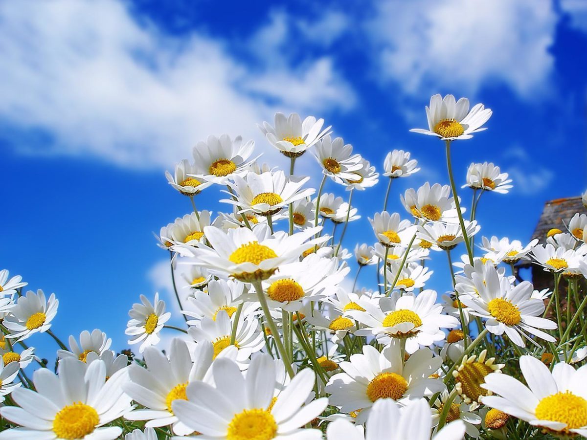 Beautiful Collection Of Spring Wallpapers