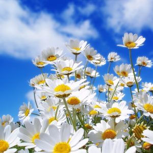 download Beautiful Collection Of Spring Wallpapers
