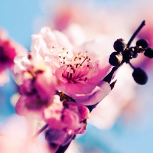 download spring wallpaper | spring wallpaper – Part 4