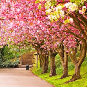 download Spring Wallpaper – Android Apps on Google Play