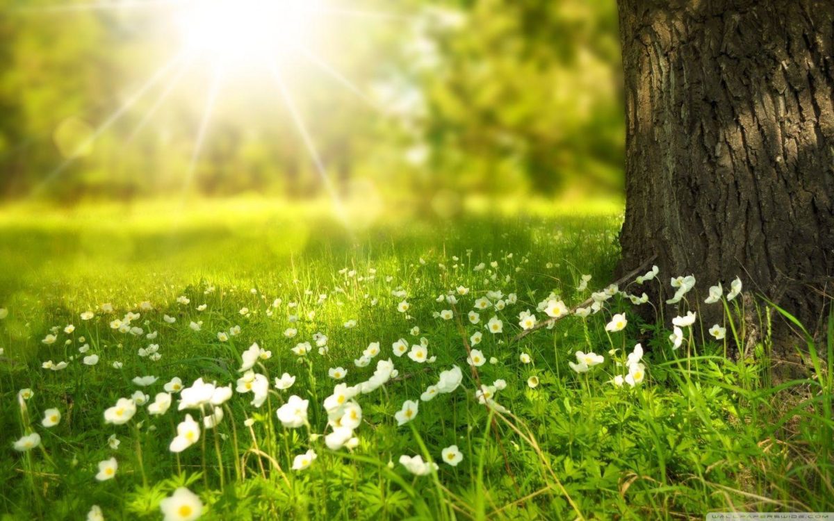 Spring wallpapers HD free download | HD Wallpapers, Backgrounds …