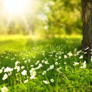 download Spring wallpapers HD free download | HD Wallpapers, Backgrounds …