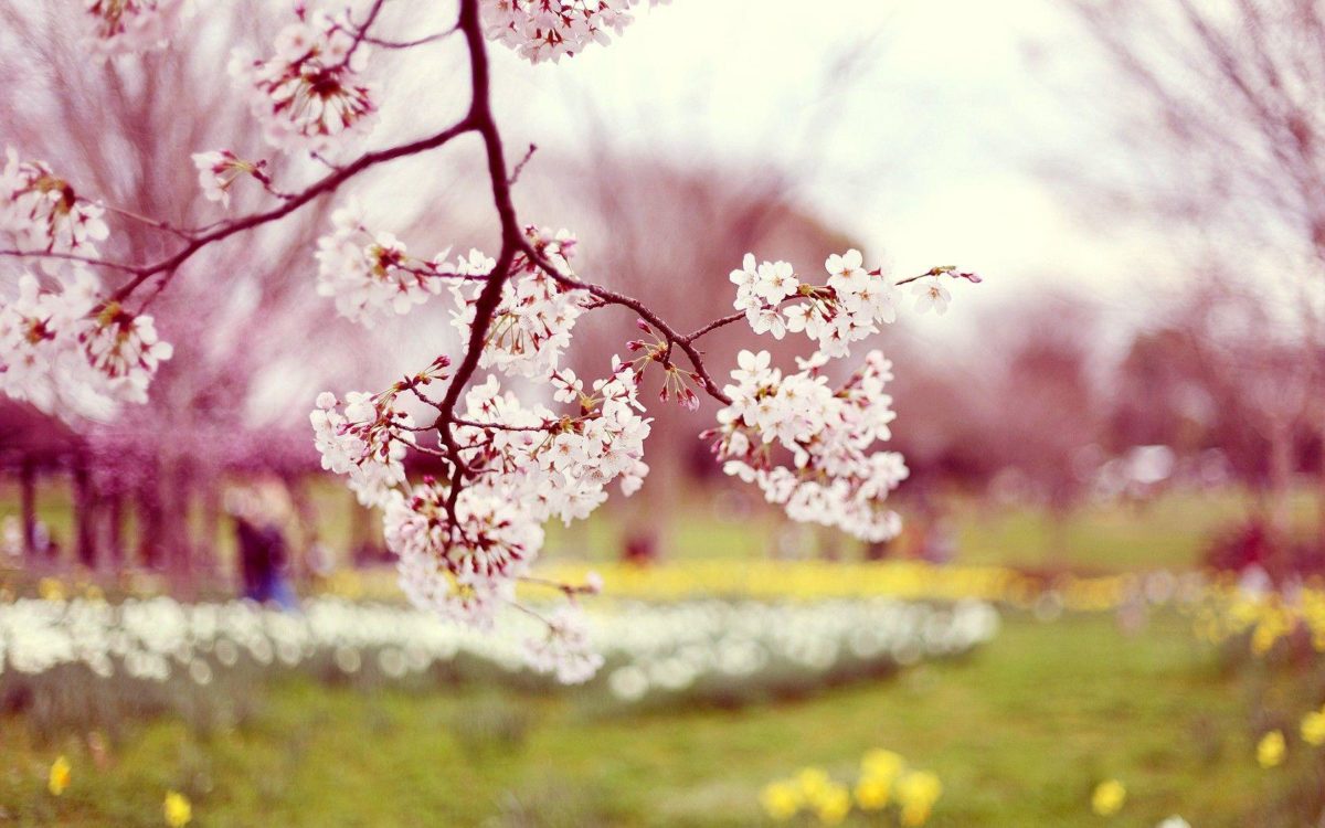 Wallpaper's Collection: «Spring Wallpapers»