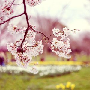 download Wallpaper's Collection: «Spring Wallpapers»
