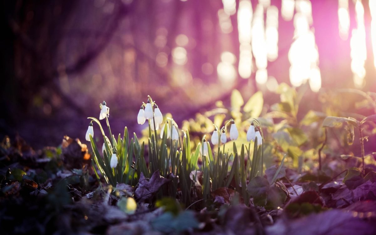 Spring Widescreen Wallpapers Group (82+)