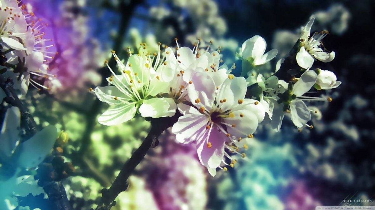 Colorful Spring HD desktop wallpaper : Widescreen : High …