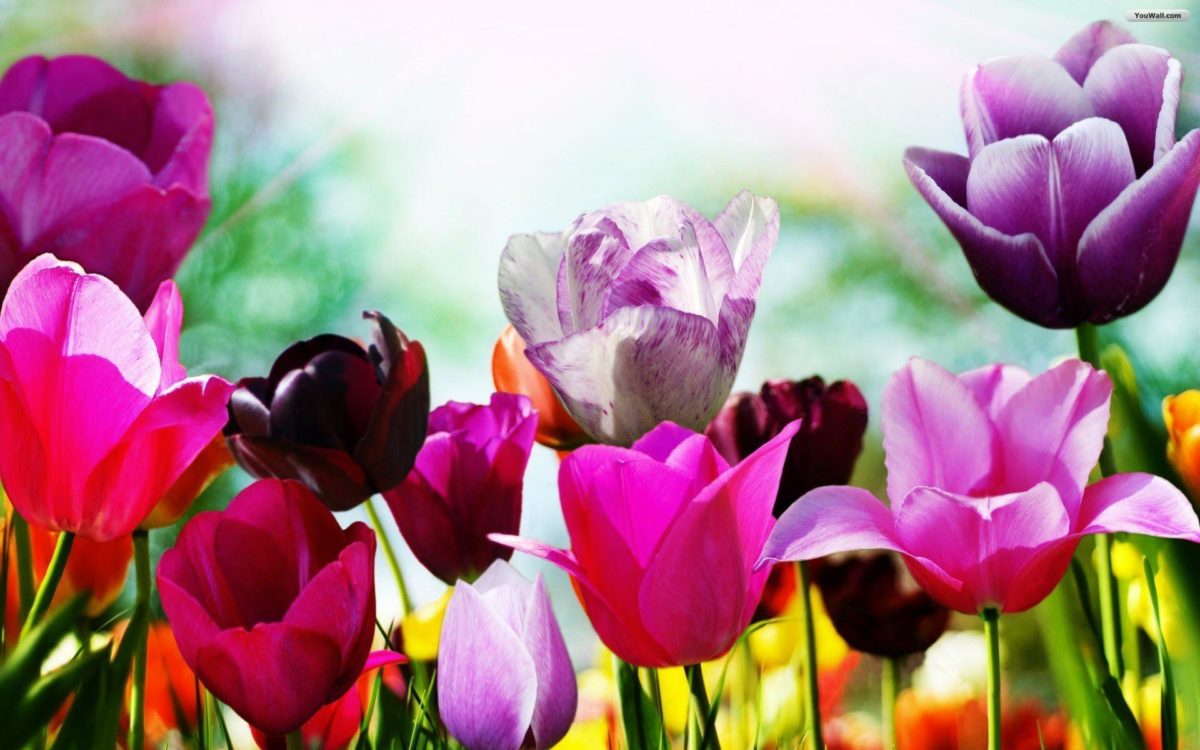 Spring Wallpapers Free Download Group (77+)