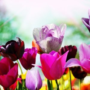 download Spring Wallpapers Free Download Group (77+)