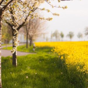 download Spring Wallpaper – Android Apps on Google Play