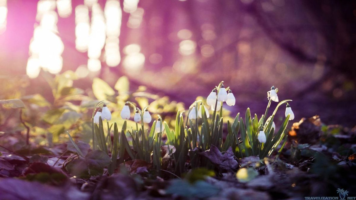 Spring Wallpapers HD Group (78+)