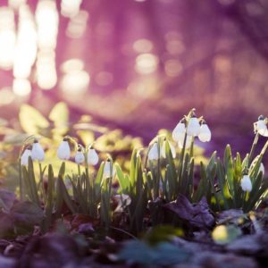 download Spring Wallpapers HD Group (78+)