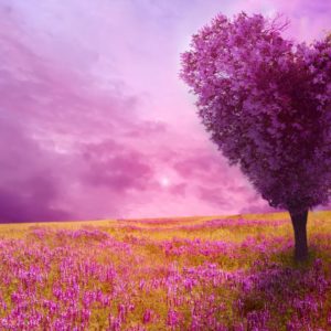 download Spring Widescreen Wallpapers Group (82+)